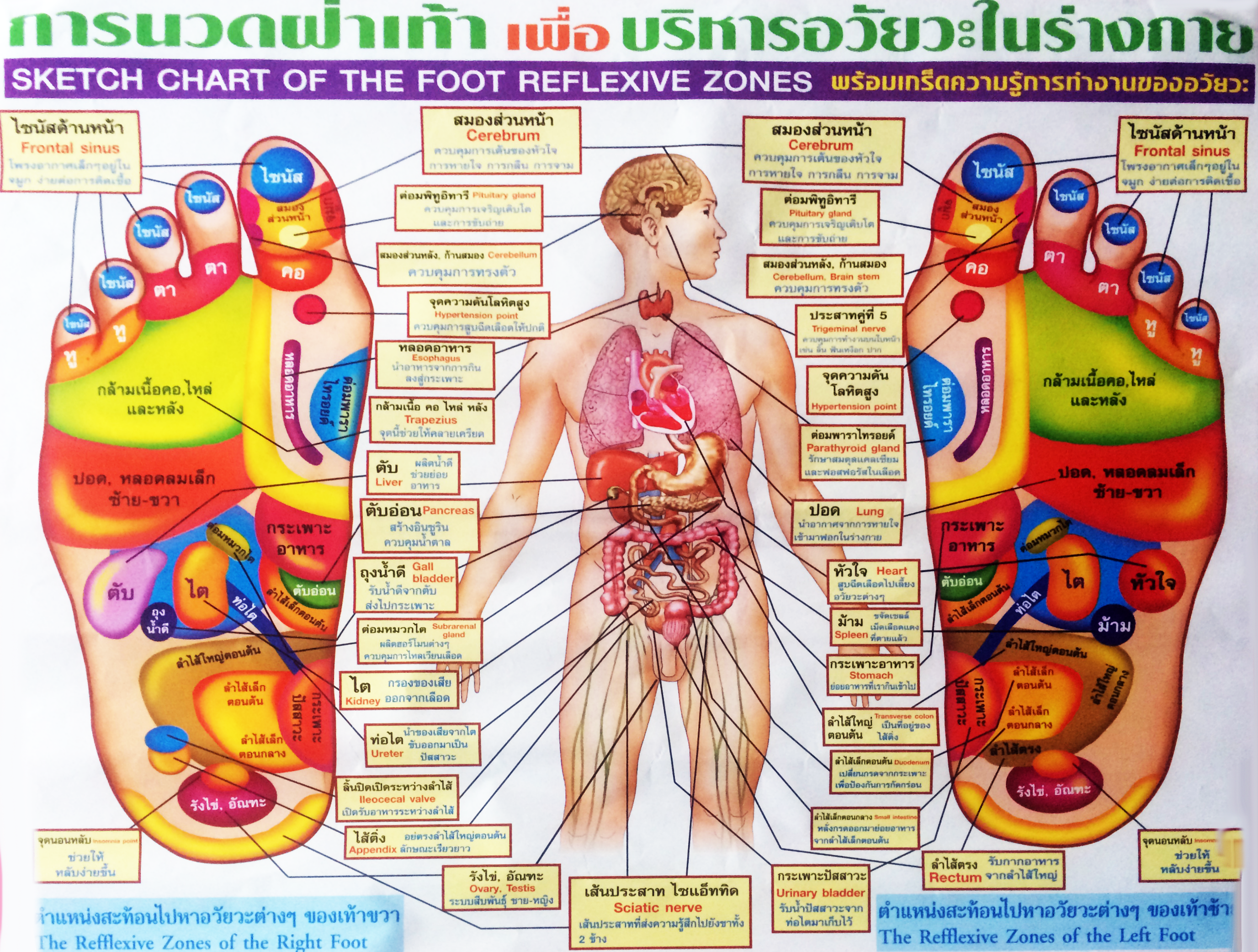 Thai Reflexology Chart